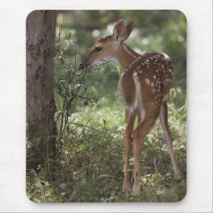 White-tailed Deer, Odocoileus virginianus Mouse Pad