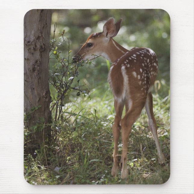 White-tailed Deer, Odocoileus virginianus Mouse Pad (Front)