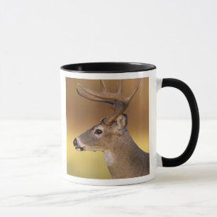 White-tailed Deer, Odocoileus virginianus, Mug