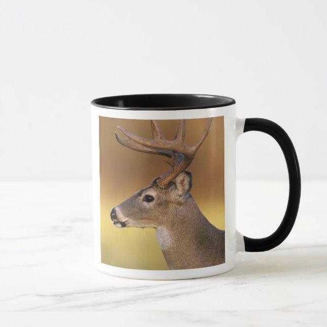 White-tailed Deer, Odocoileus virginianus, Mug (Right)