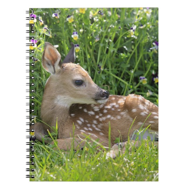 White-tailed Deer (Odocoileus virginianus) Notebook (Front)