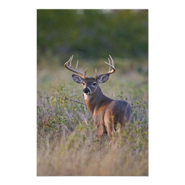white-tailed deer Odocoileus virginianus Photo Print (Front)