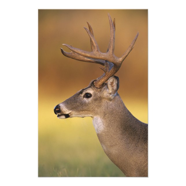 White-tailed Deer, Odocoileus virginianus, Photo Print (Front)
