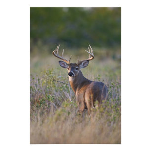 white-tailed deer Odocoileus virginianus Photo Print