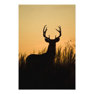 white-tailed deer Odocoileus virginianus) Photo Print