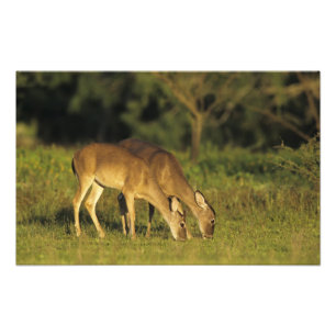 White-tailed Deer, Odocoileus virginianus Photo Print