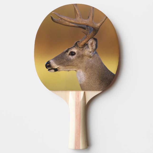 White-tailed Deer, Odocoileus virginianus, Ping Pong Paddle (Front)
