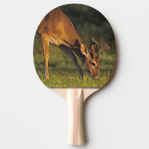 White-tailed Deer, Odocoileus virginianus Ping Pong Paddle