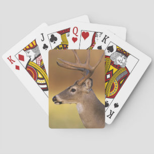 White-tailed Deer, Odocoileus virginianus, Playing Cards