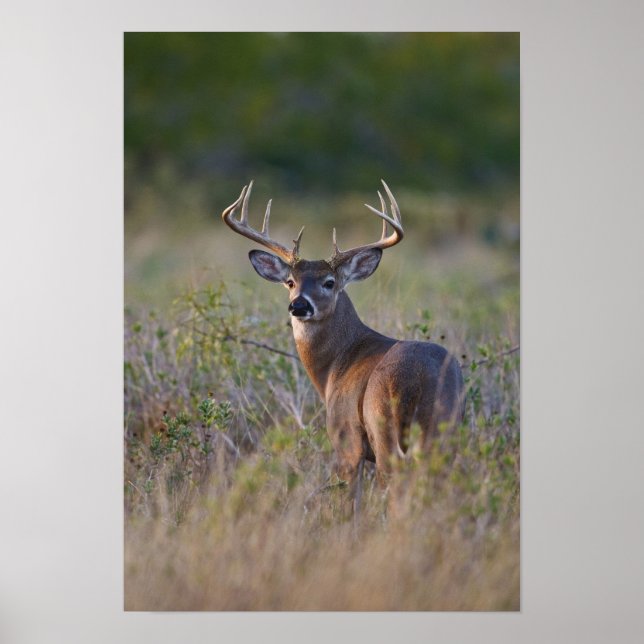 white-tailed deer Odocoileus virginianus Poster (Front)