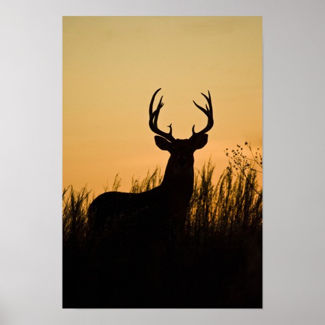 white-tailed deer Odocoileus virginianus) Poster (Front)