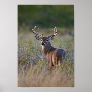 white-tailed deer Odocoileus virginianus Poster