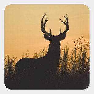 white-tailed deer Odocoileus virginianus) Square Sticker