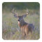 white-tailed deer Odocoileus virginianus