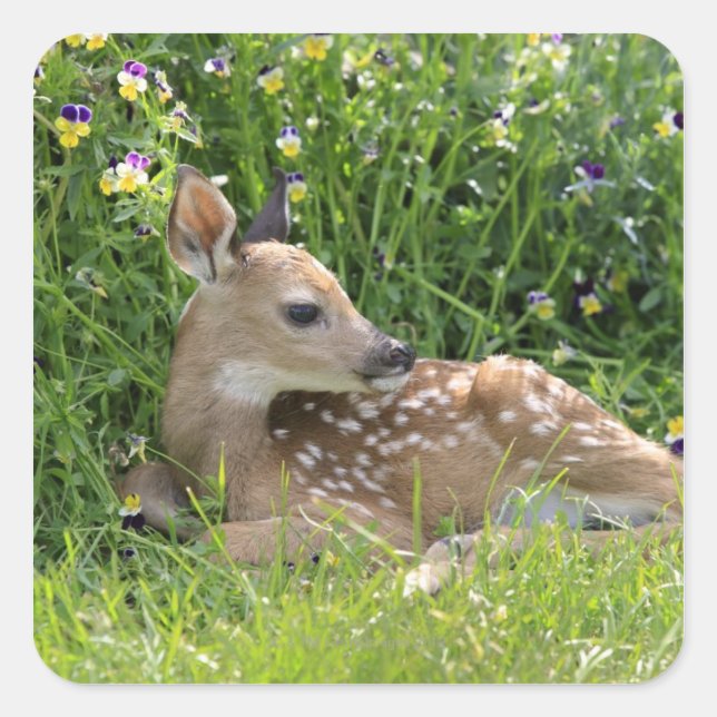 White-tailed deer (Odocoileus virginianus) Square Sticker (Front)