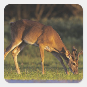 White-tailed Deer, Odocoileus virginianus Square Sticker
