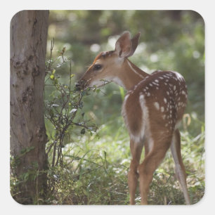 White-tailed Deer, Odocoileus virginianus Square Sticker