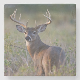 white-tailed deer Odocoileus virginianus Stone Coaster