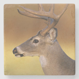 White-tailed Deer, Odocoileus virginianus, Stone Coaster