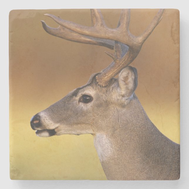 White-tailed Deer, Odocoileus virginianus, Stone Coaster (Front)
