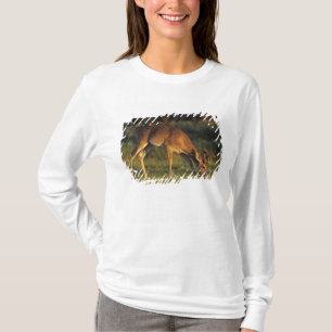 White-tailed Deer, Odocoileus virginianus T-Shirt