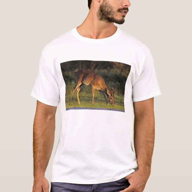 White-tailed Deer, Odocoileus virginianus T-Shirt (Front)