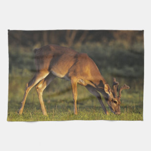 White-tailed Deer, Odocoileus virginianus Tea Towel