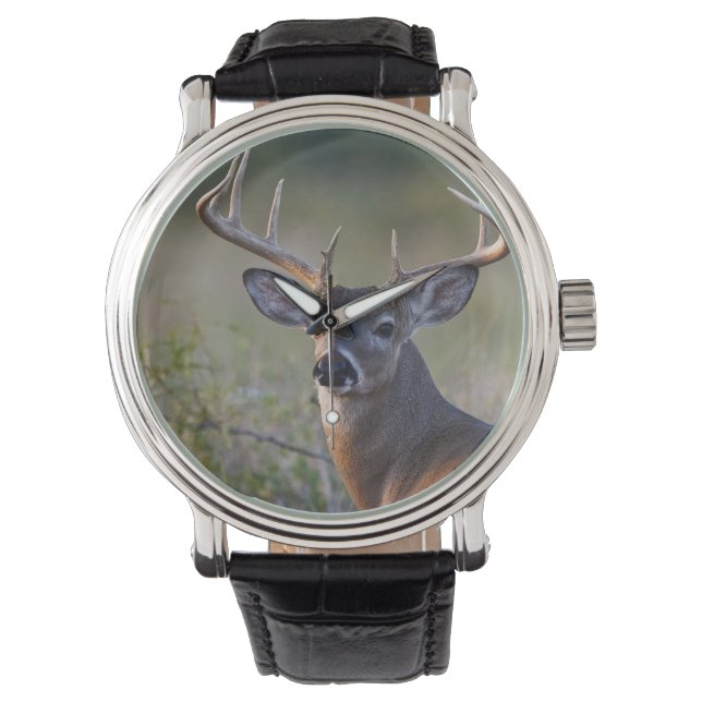 white-tailed deer Odocoileus virginianus Watch (Front)