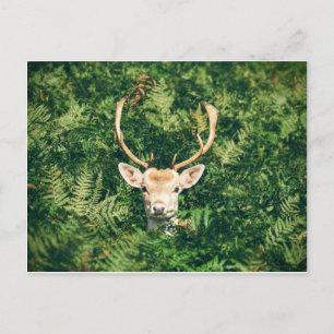 White-Tailed Deer Peeking Out of Bushes Postcard