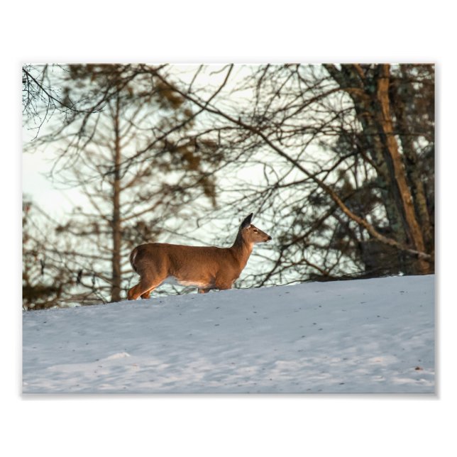 White Tailed Deer Photo Print (Front)