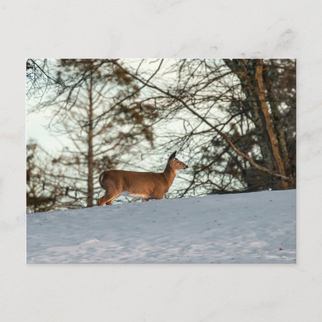 White Tailed Deer Postcard (Front)