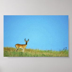 White-tailed deer poster