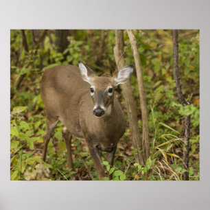 White Tailed Deer Poster