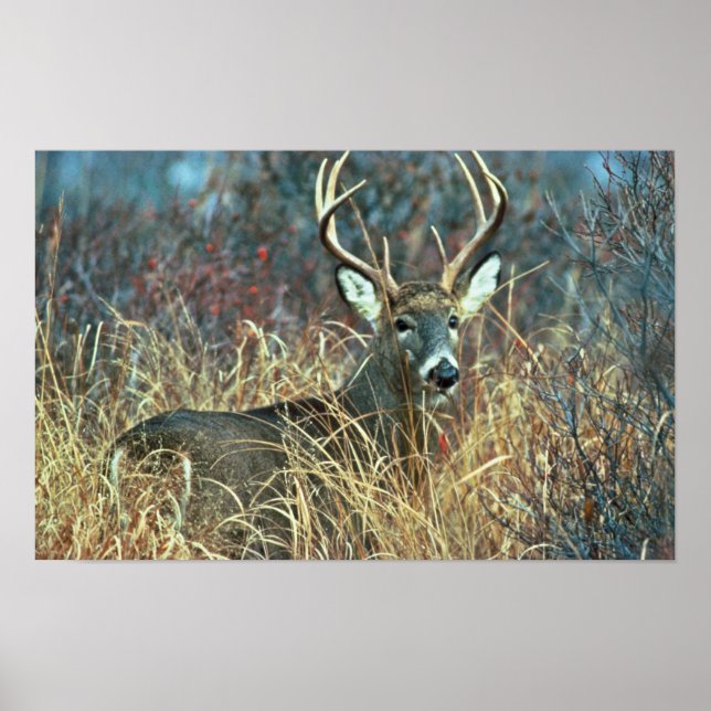 White-tailed Deer Poster (Front)