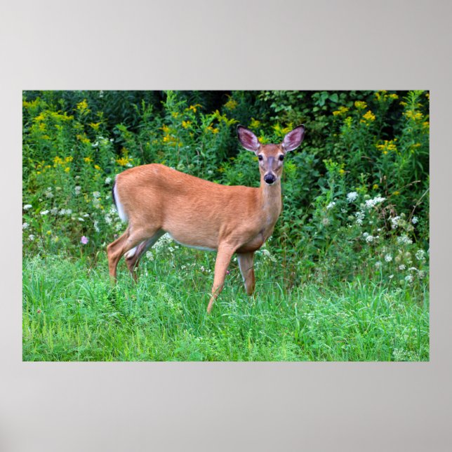White Tailed Deer Poster (Front)