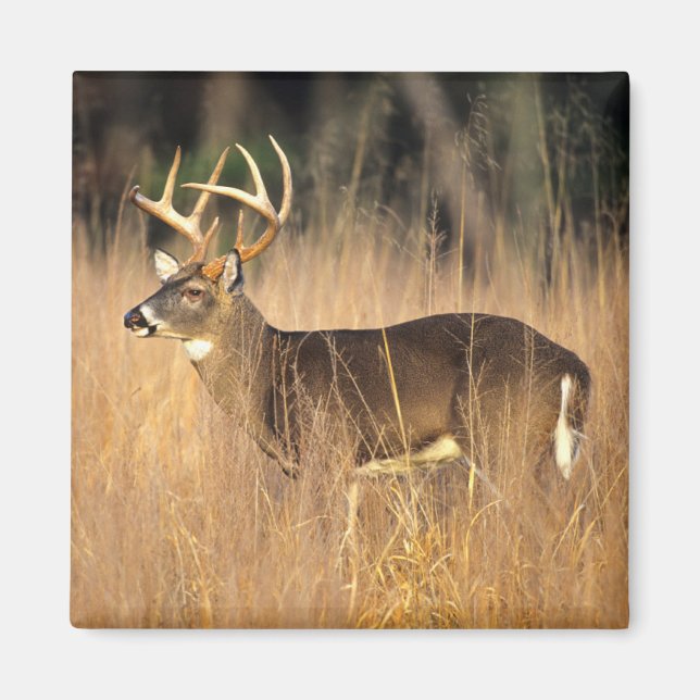 White-tailed Deer | Smoky Mountains Tennessee Magnet (Front)