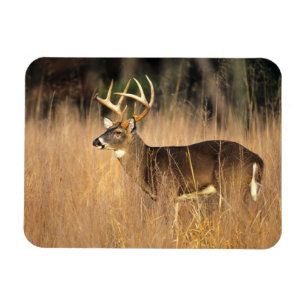 White-tailed Deer Smoky Mountains Tennessee Magnet