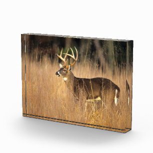 White-tailed Deer Smoky Mountains Tennessee Photo Block