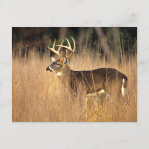 White-tailed Deer Smoky Mountains Tennessee Postcard