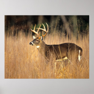 White-tailed Deer   Smoky Mountains Tennessee Poster