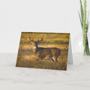 White-tailed Deer South Texas Card