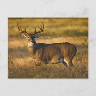White-tailed Deer South Texas Postcard