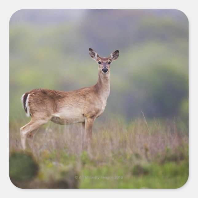 White-Tailed Deer Square Sticker (Front)