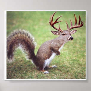 White Tailed Deer Squirrel Poster