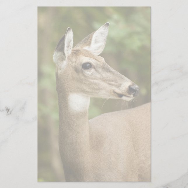 White Tailed Deer Stationery (Front)