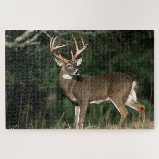 White-tailed Deer | Tennessee Jigsaw Puzzle (Horizontal)