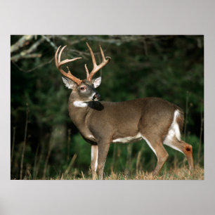 White-tailed Deer   Tennessee Poster