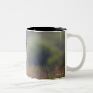 White-Tailed Deer Two-Tone Coffee Mug