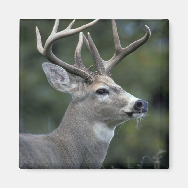 White-tailed Deer | Washington State Magnet (Front)