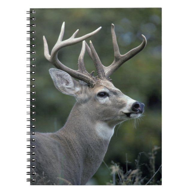 White-tailed Deer | Washington State Notebook (Front)